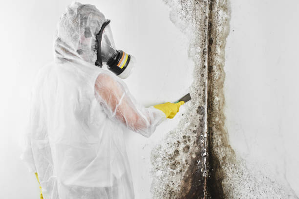 Best Mold Removal Specialists  in Dillingham, AK
