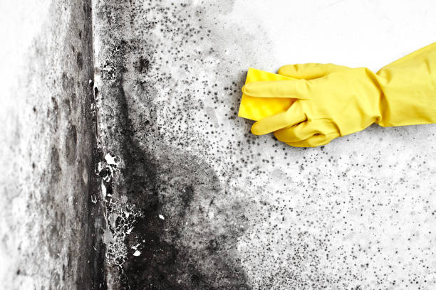 Best Office Mold Removal Services  in Dillingham, AK