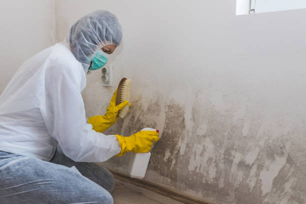 Best Local Mold Removal Service  in Dillingham, AK