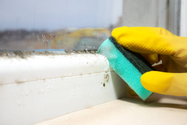 Best Commercial Mold Removal  in Dillingham, AK