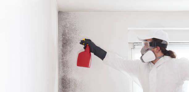 Best Toxic Mold Removal  in Dillingham, AK