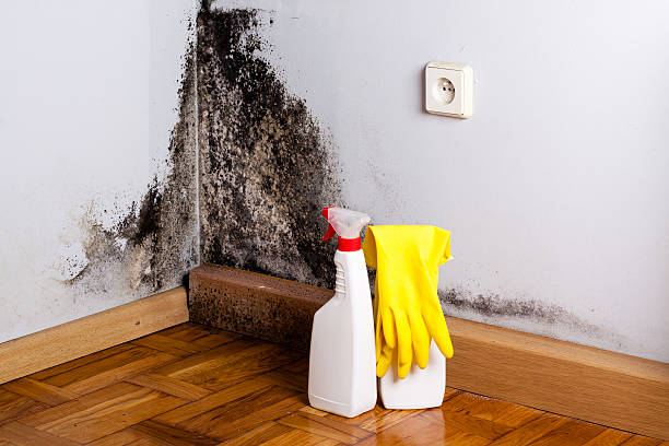 Best Toxic Mold Removal  in Dillingham, AK