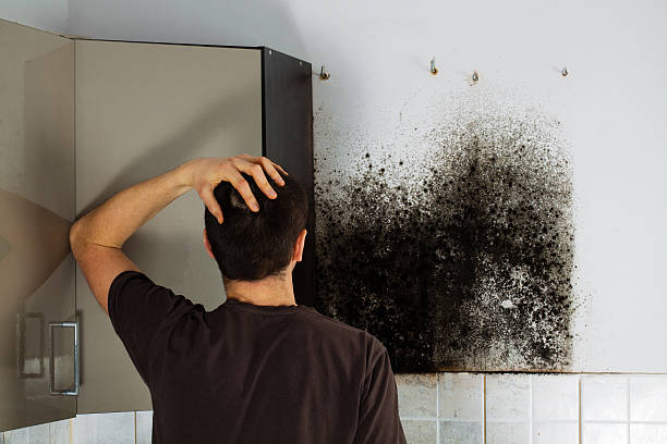 Best Affordable Mold Removal  in Dillingham, AK