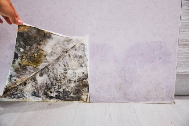 Best Fast Mold Removal  in Dillingham, AK